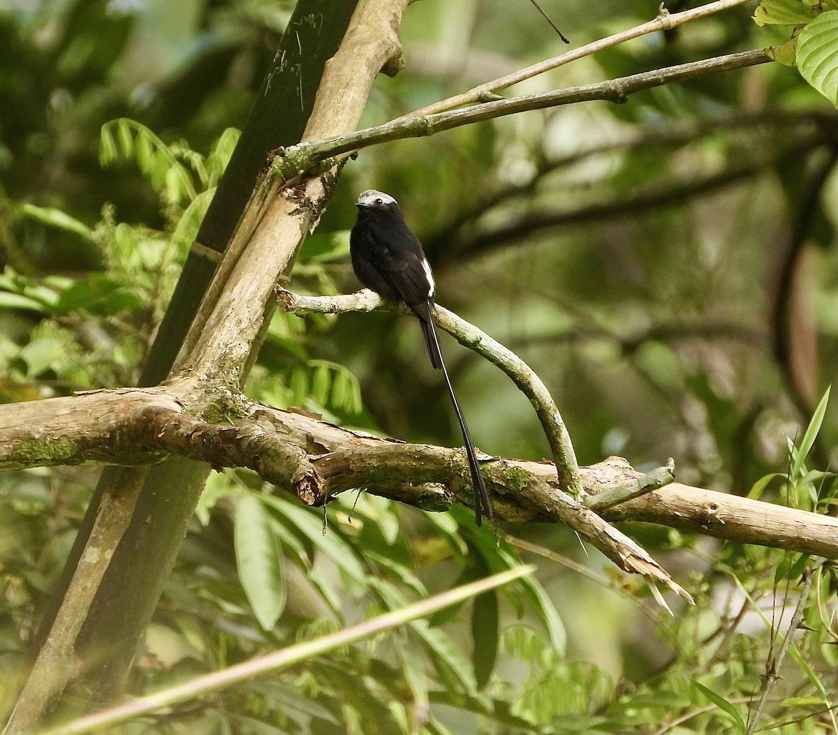 Long-tailed Tyrant - ML623709280