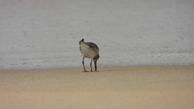 Broad-billed Sandpiper - ML623709287