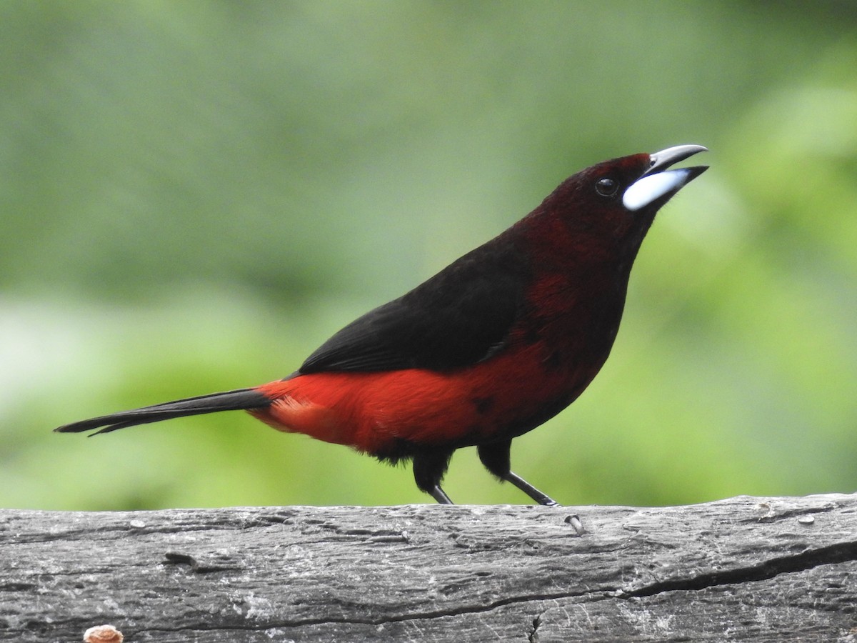 Black-bellied Tanager - ML623709295