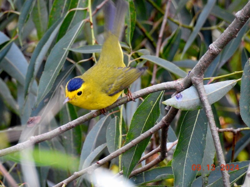 Wilson's Warbler - ML623709296