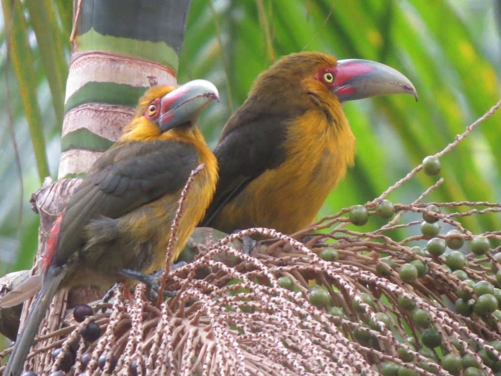 Saffron Toucanet - ML623709298