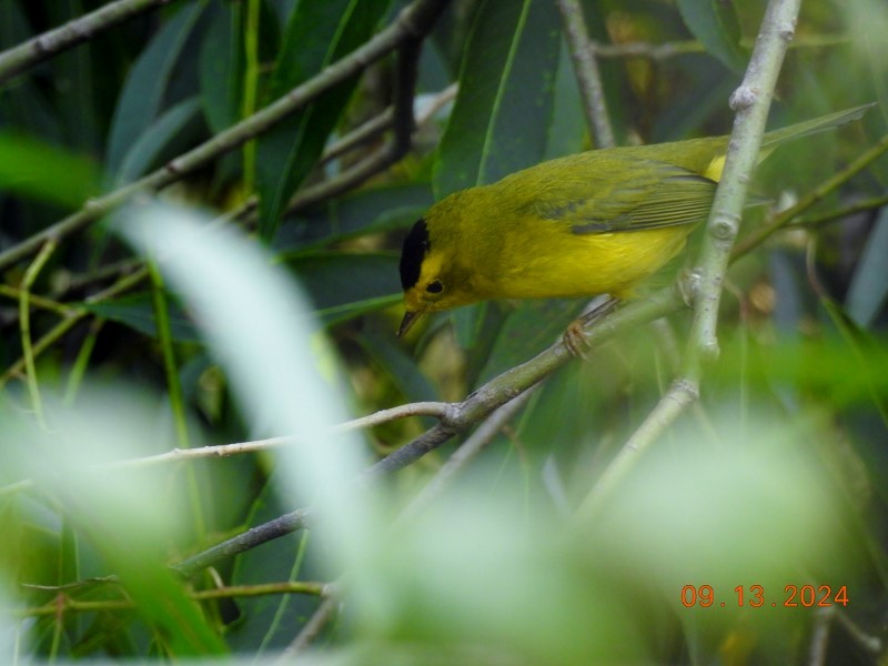 Wilson's Warbler - ML623709299