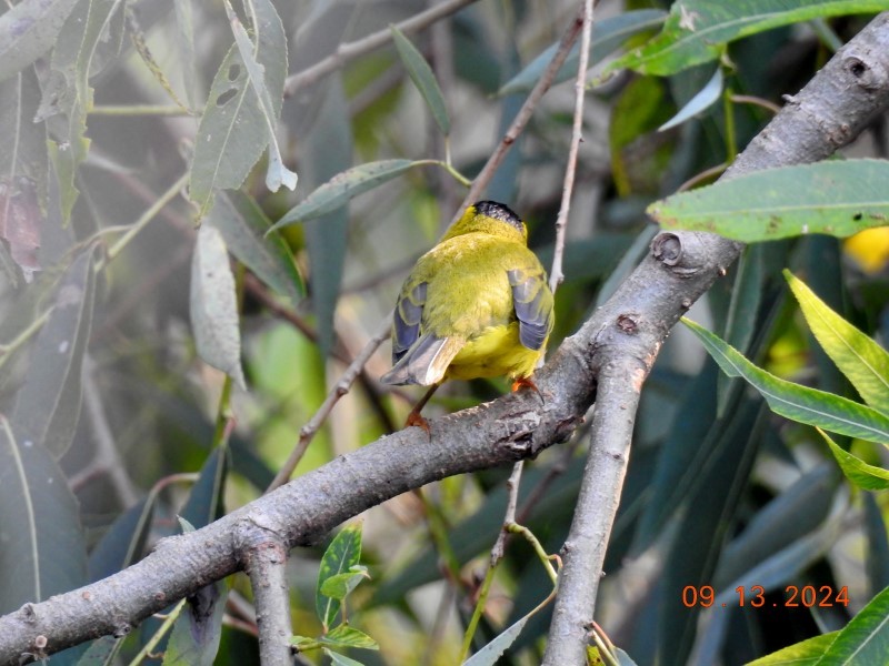 Wilson's Warbler - ML623709300