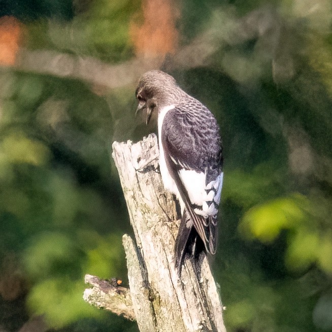 Red-headed Woodpecker - Mary Louise