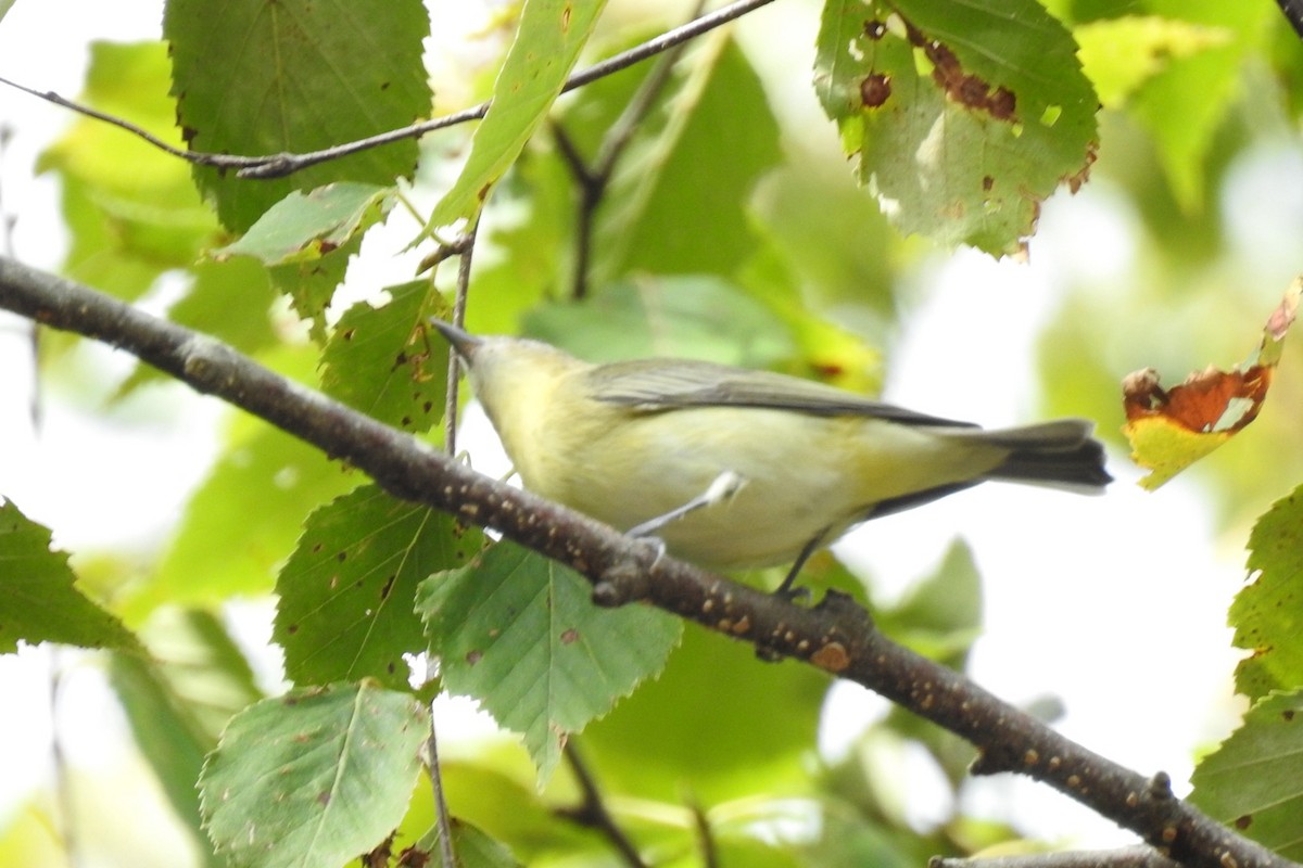 Philadelphia Vireo - Dan Belter