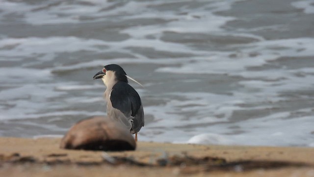 Black-crowned Night Heron - ML623709354