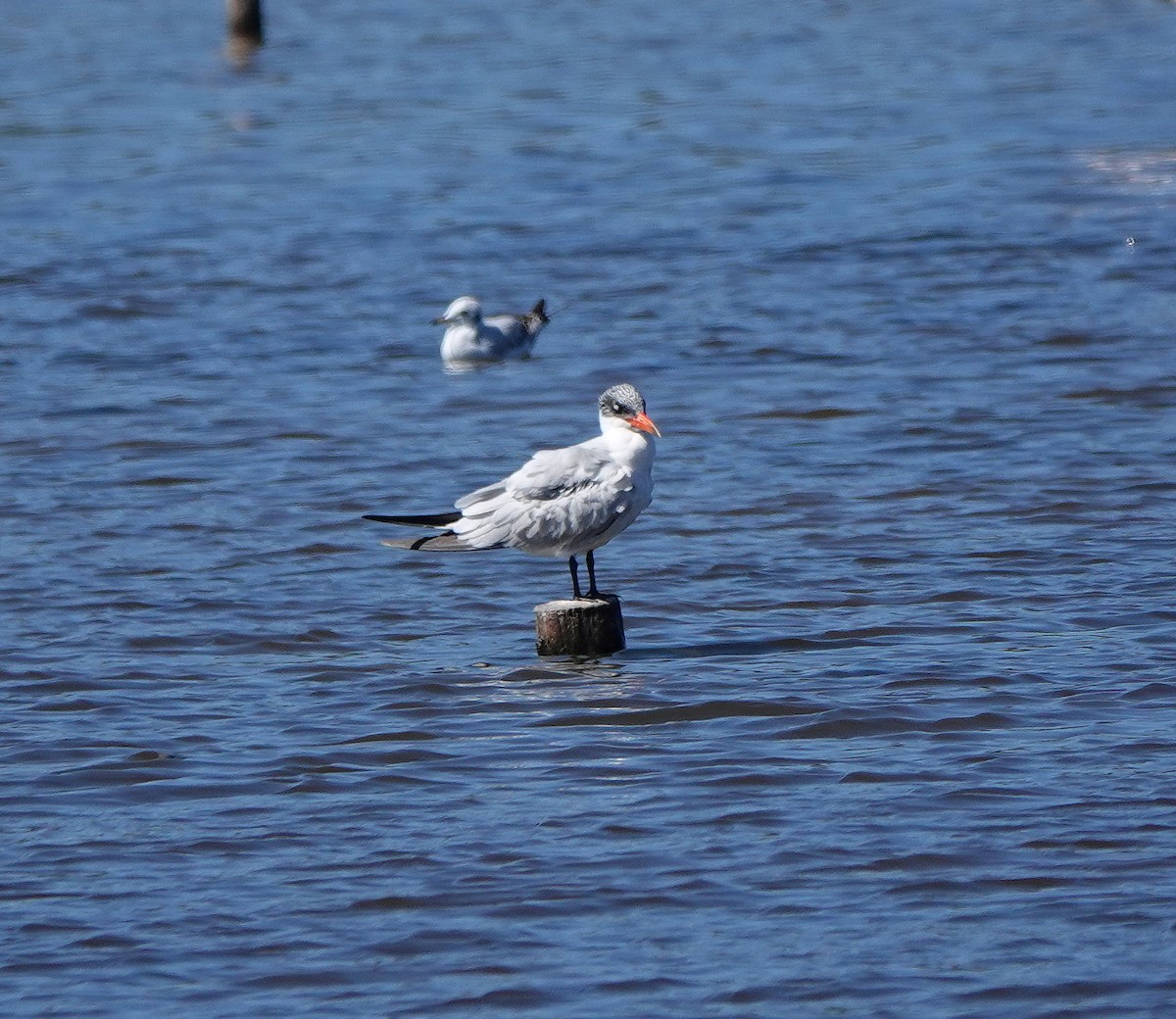 Caspian Tern - ML623709368