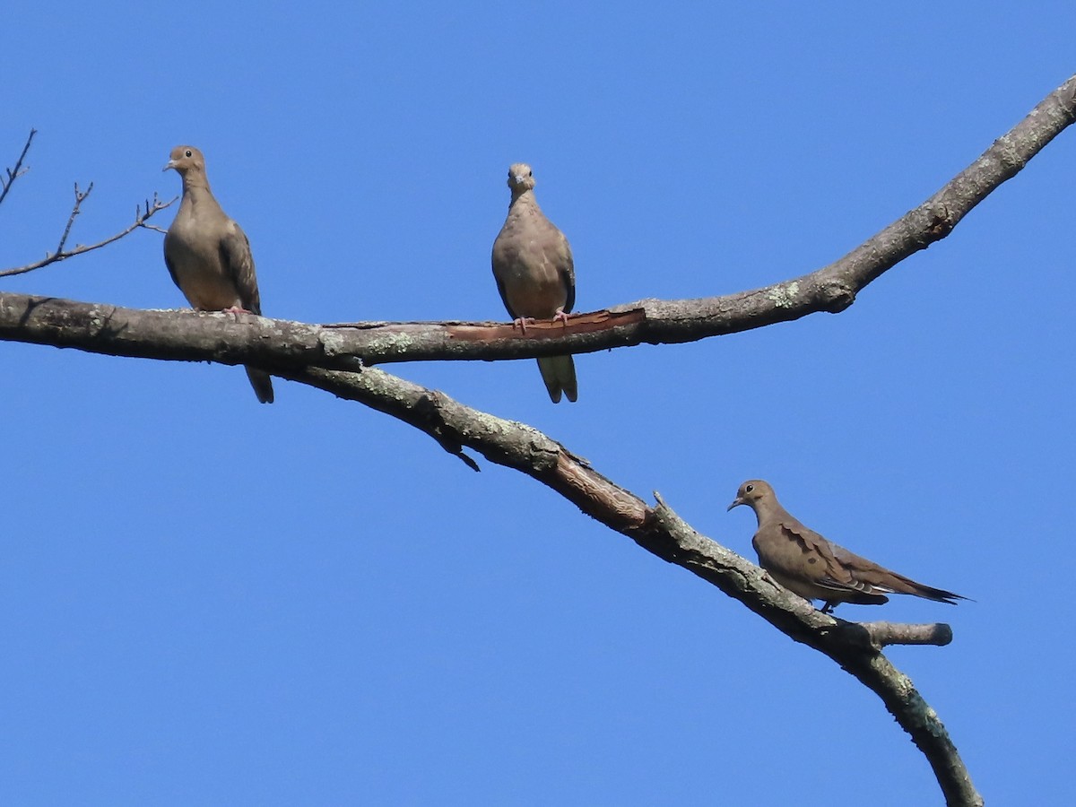 Mourning Dove - LouAnn O'Hora