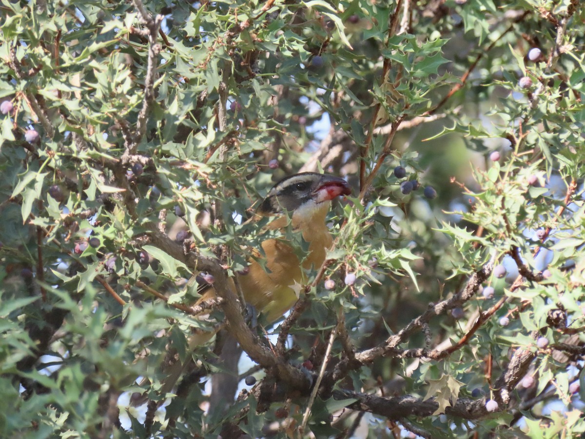 Black-headed Grosbeak - ML623709381