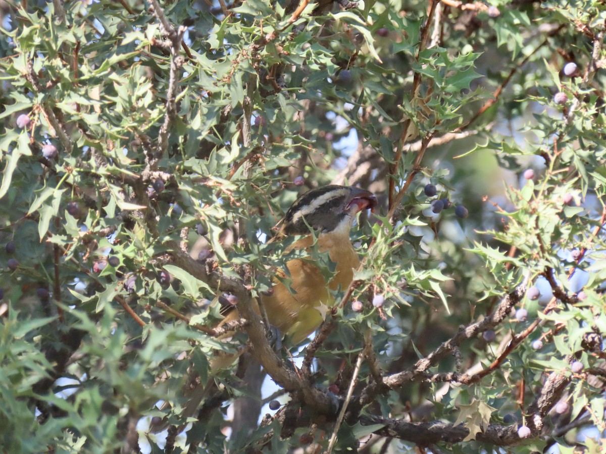 Black-headed Grosbeak - ML623709382