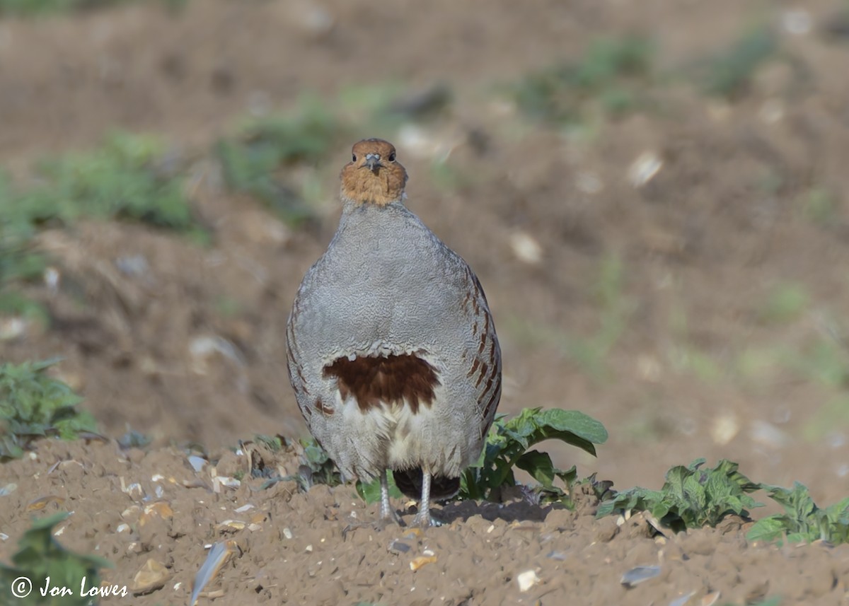 Gray Partridge - ML623709393