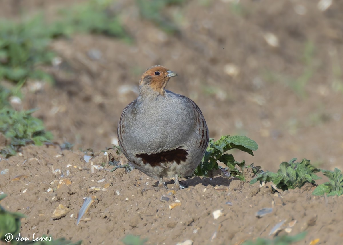 Gray Partridge - ML623709394