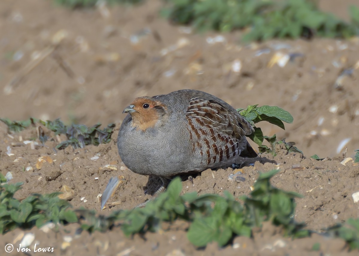 Gray Partridge - ML623709395