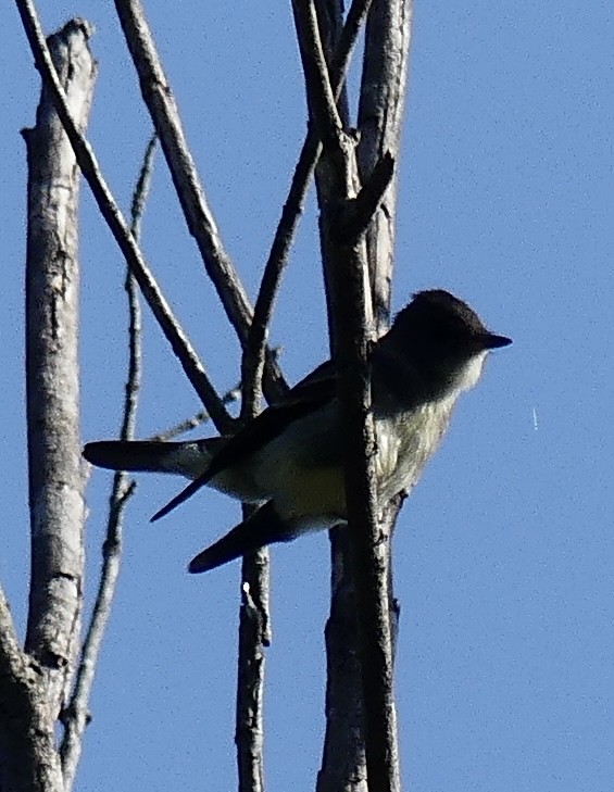 Eastern Wood-Pewee - ML623709420