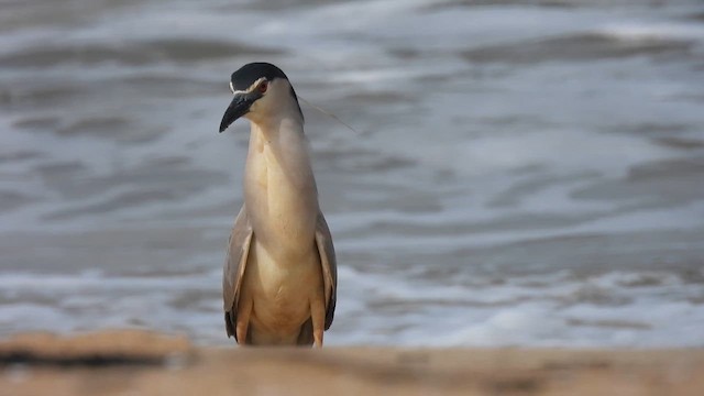 Black-crowned Night Heron - ML623709422