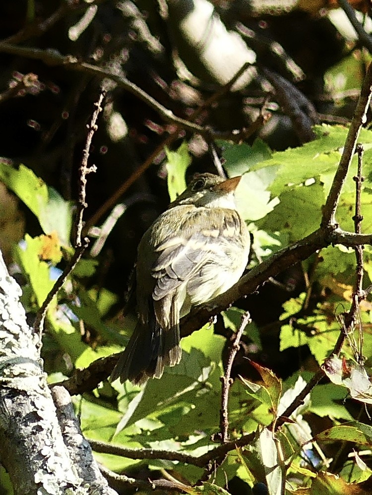 Empidonax sp. - ML623709429