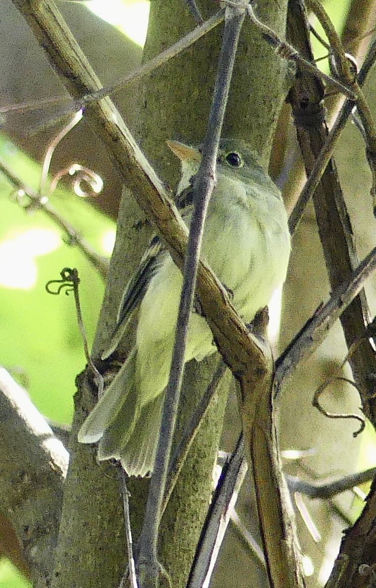 Empidonax sp. - ML623709430