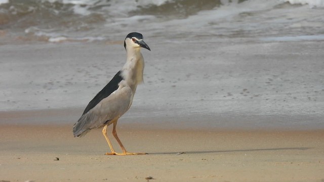 Black-crowned Night Heron - ML623709473