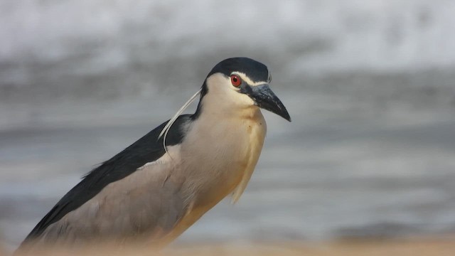 Black-crowned Night Heron - ML623709474