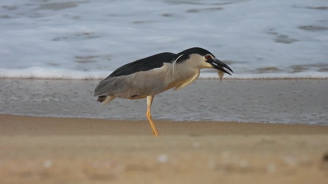 Black-crowned Night Heron - ML623709475