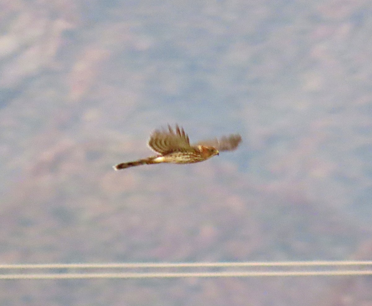 Cooper's Hawk - ML623709476