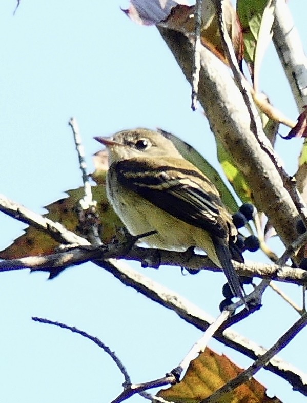 Least Flycatcher - ML623709482