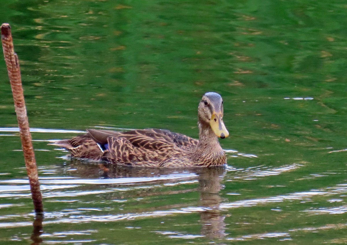 Canard colvert - ML623709495