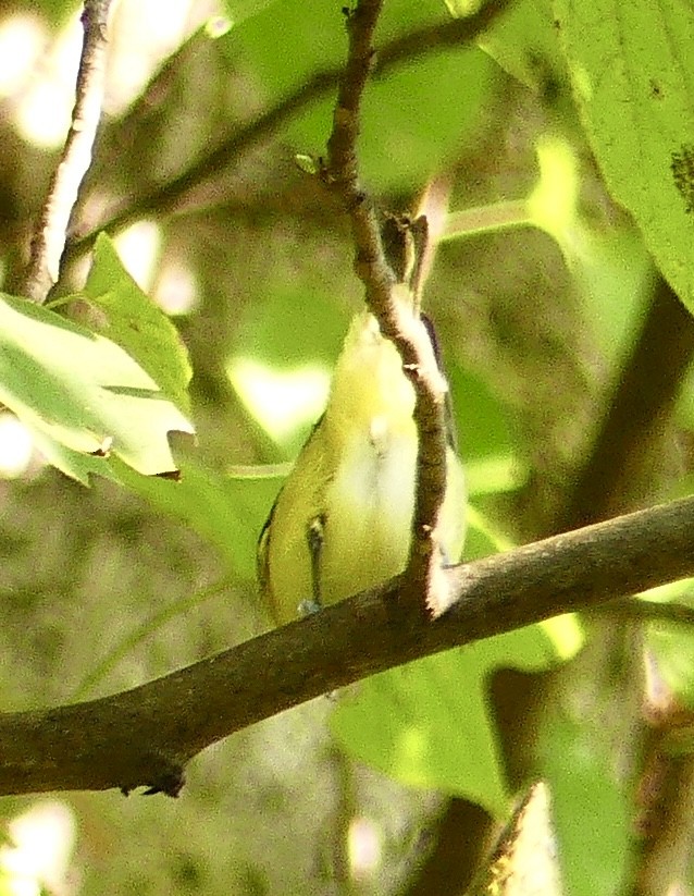 Philadelphia Vireo - ML623709497