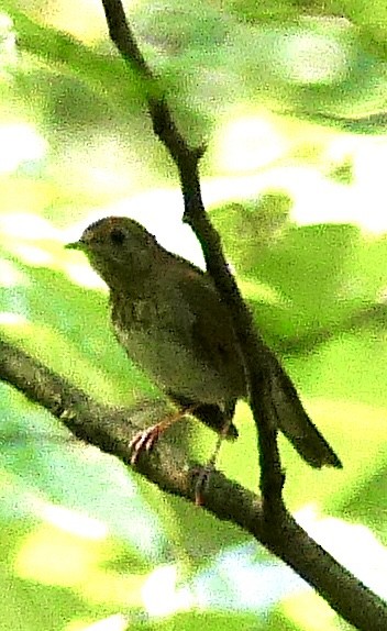 Gray-cheeked Thrush - ML623709518