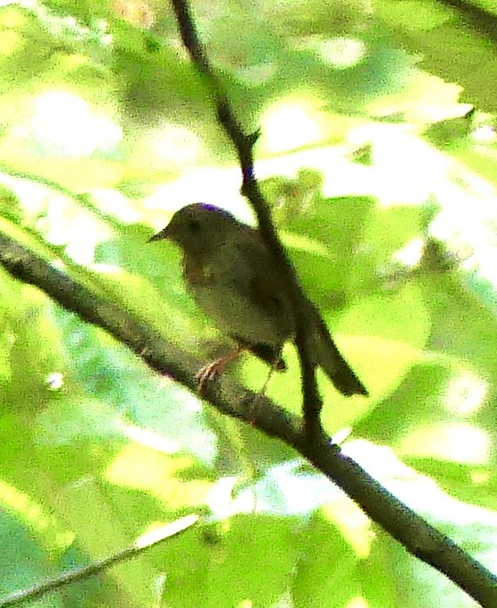 Gray-cheeked Thrush - ML623709519