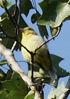 Summer Tanager - ML623709526