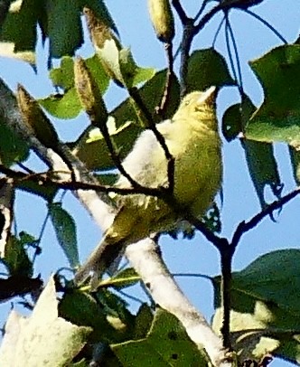 Summer Tanager - ML623709527