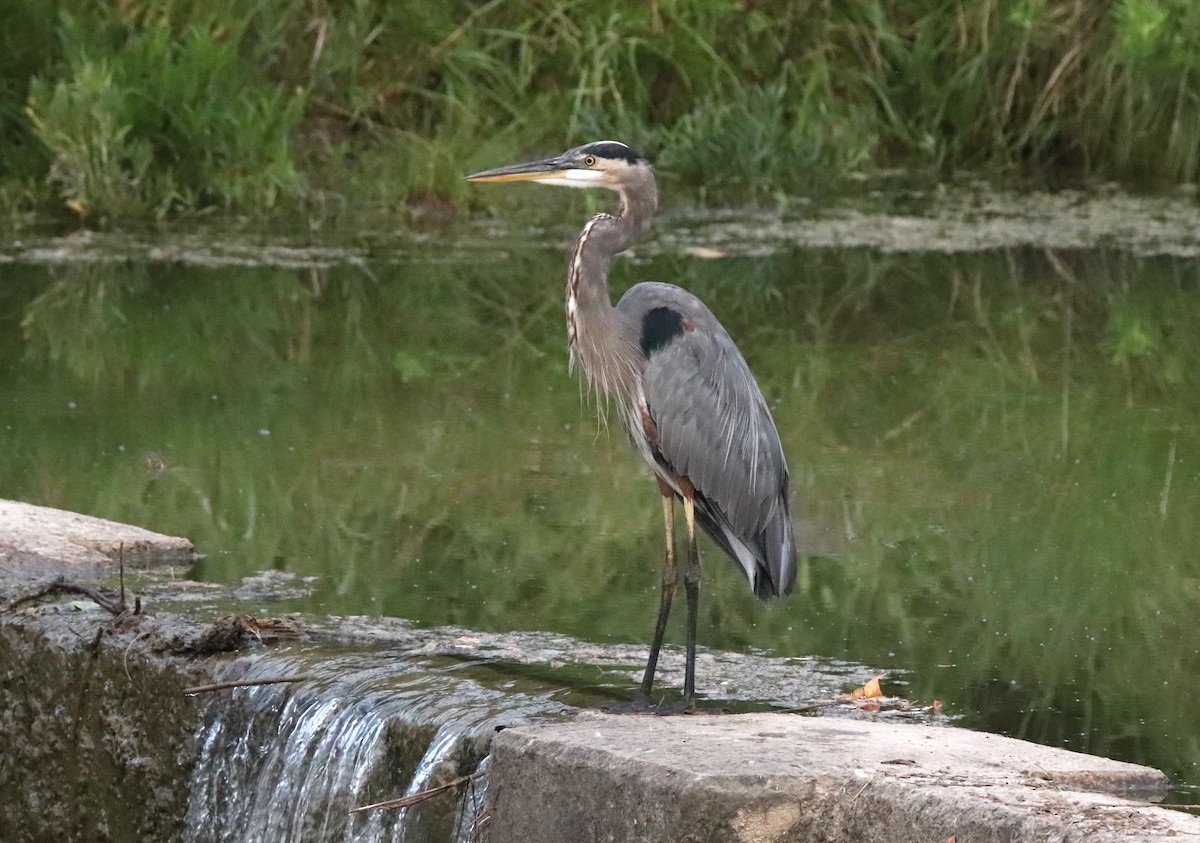 Great Blue Heron - ML623709533