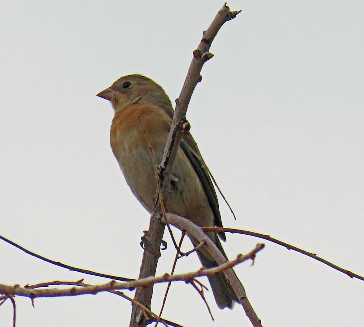 Lazuli Bunting - ML623709534