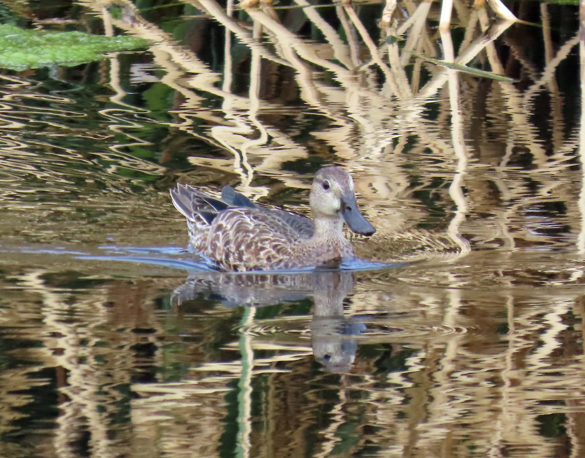 Cinnamon Teal - ML623709599