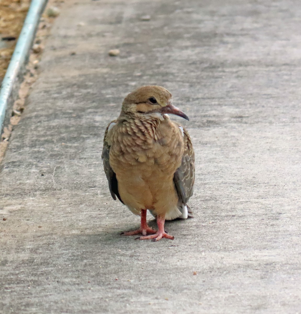 Mourning Dove - ML623709626