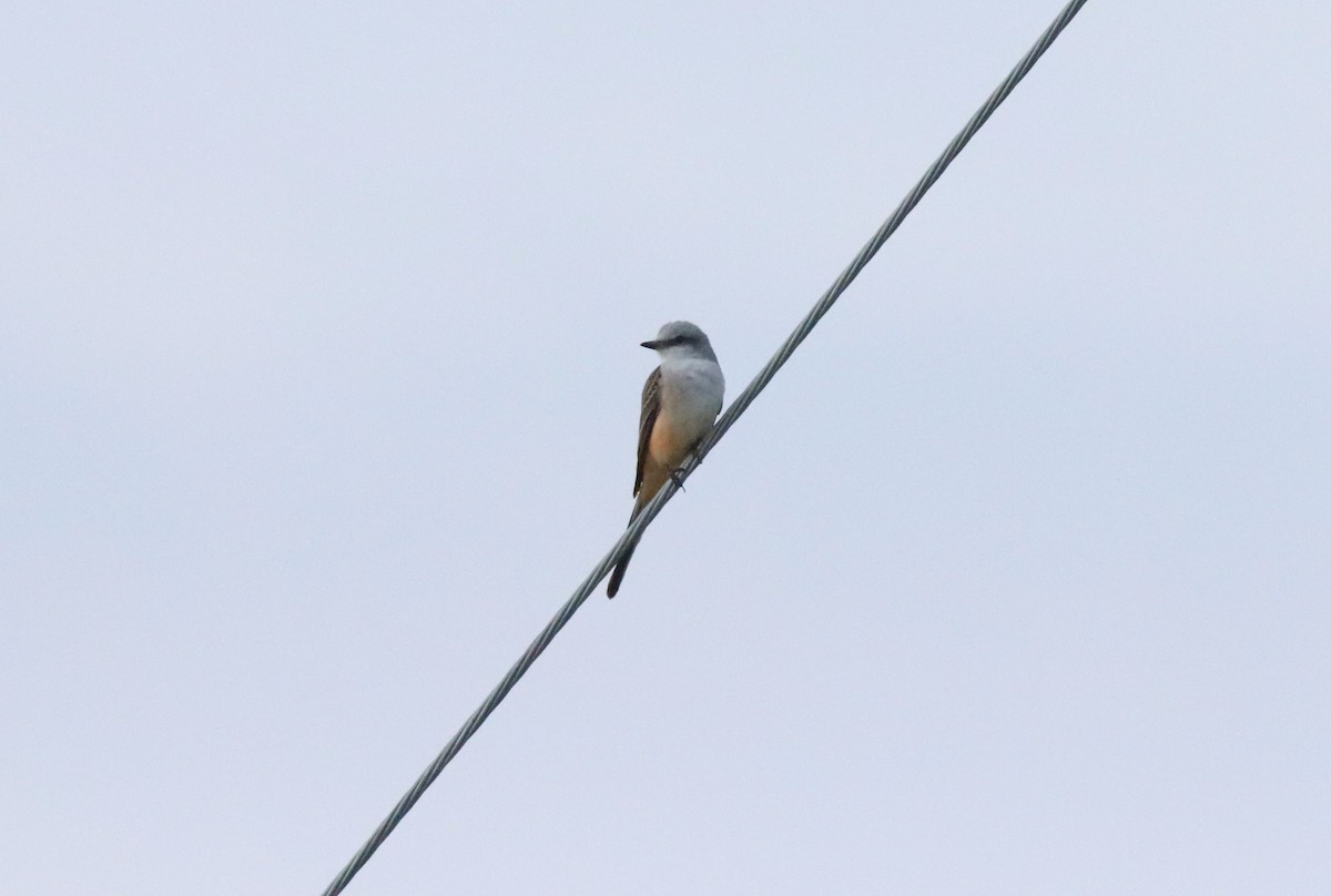 Scissor-tailed Flycatcher - ML623709639