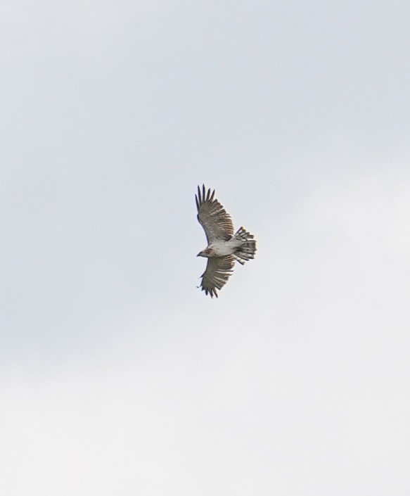 Short-toed Snake-Eagle - ML623709653