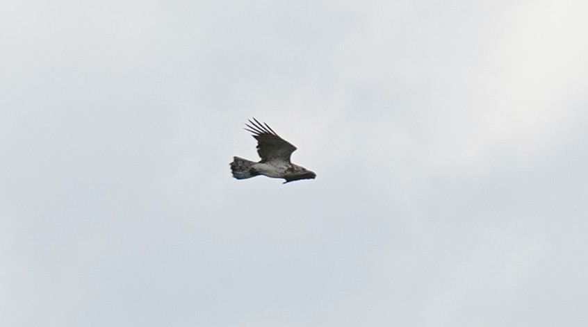 Short-toed Snake-Eagle - Jakub Nikiel