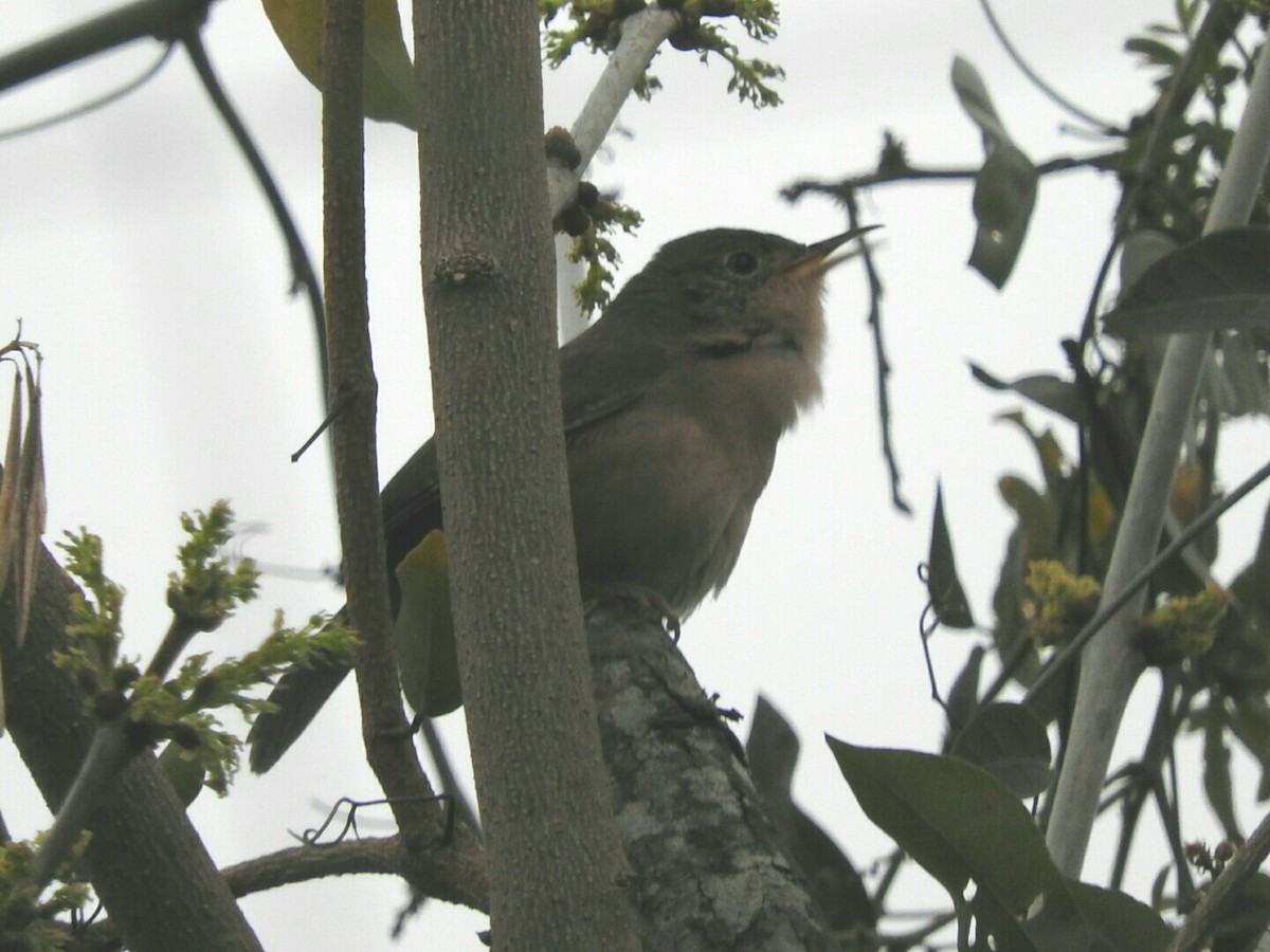 House Wren - ML623709688