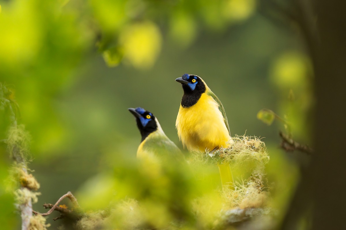 Green Jay - Jorge Claudio Schlemmer