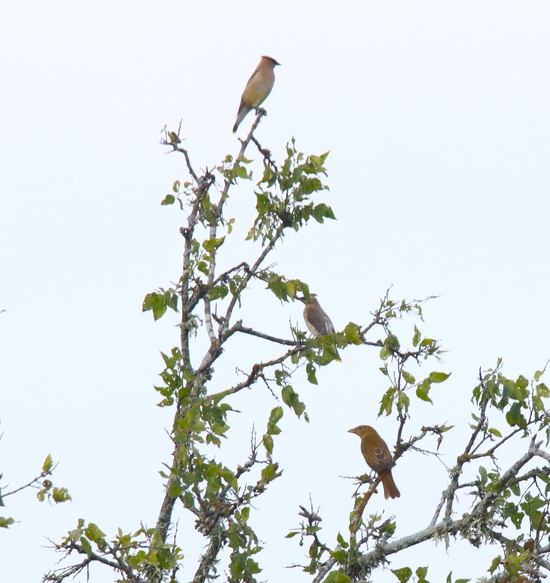 Summer Tanager - ML623709805