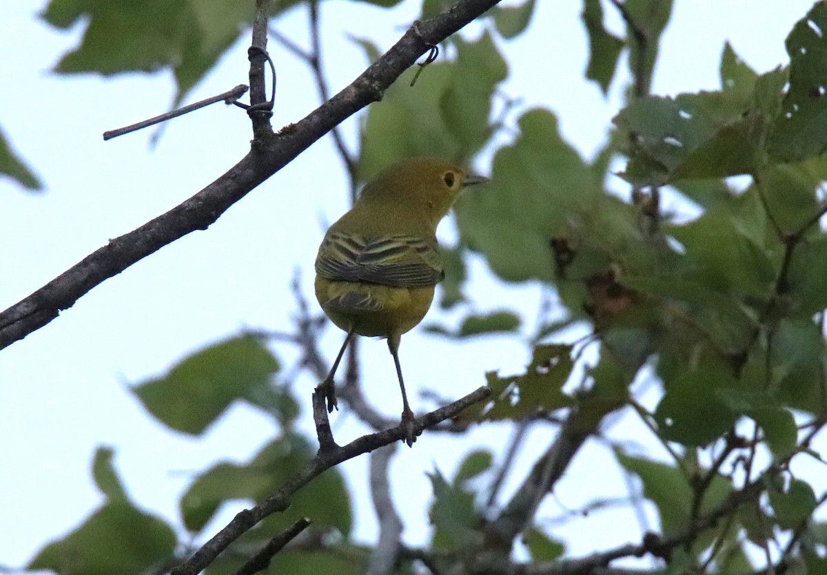 Paruline jaune - ML623709861