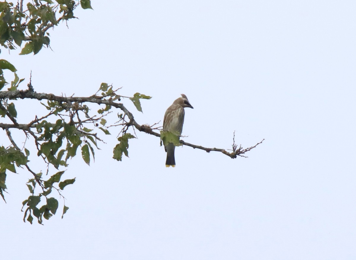 Cedar Waxwing - ML623709892