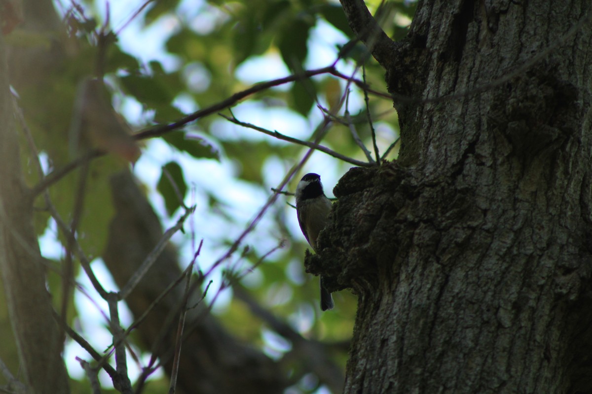 Carolina/Black-capped Chickadee - ML623709905