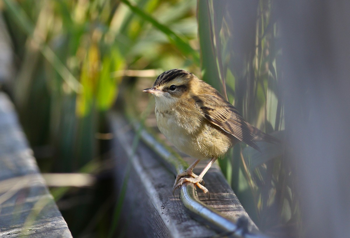 Sedge Warbler - ML623709909