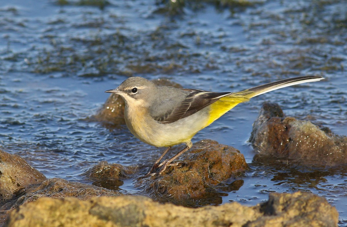 Gray Wagtail - ML623709913