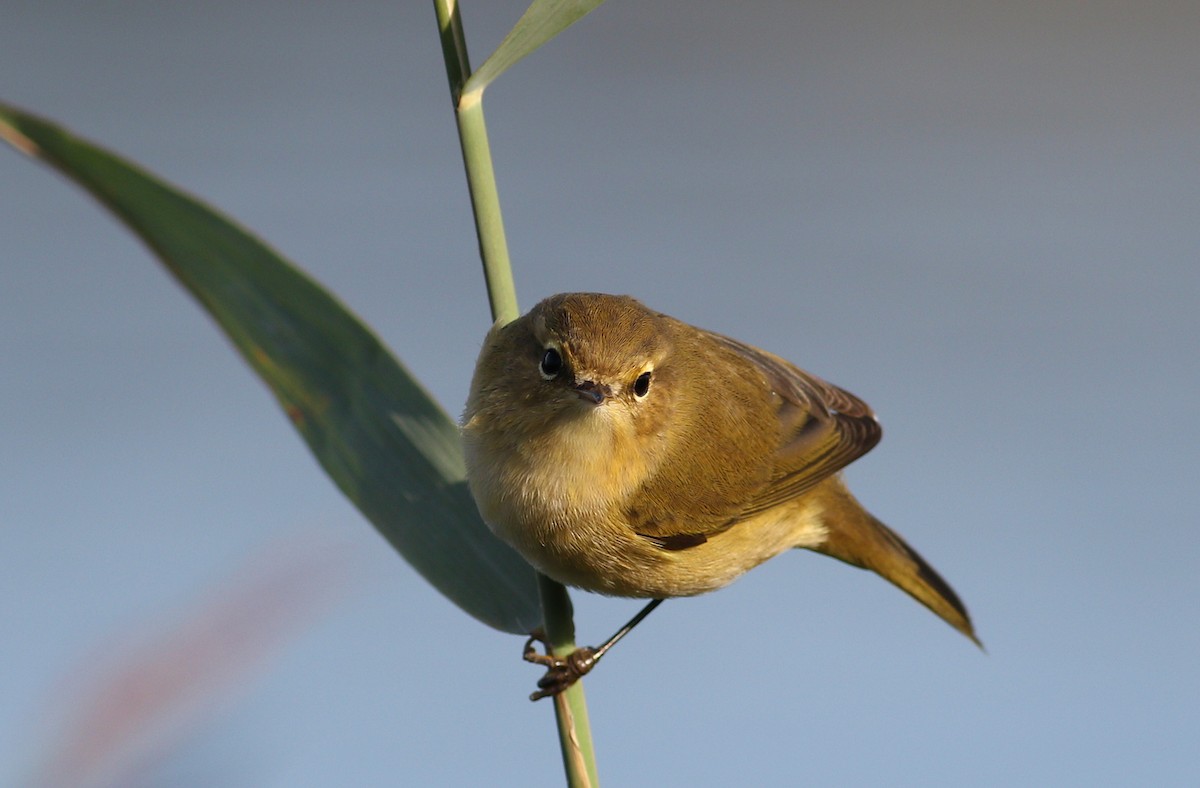 Common Chiffchaff - ML623709916