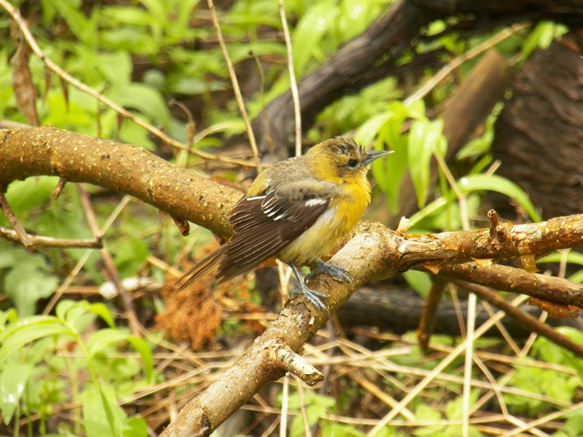 Oriole de Baltimore - ML623709918