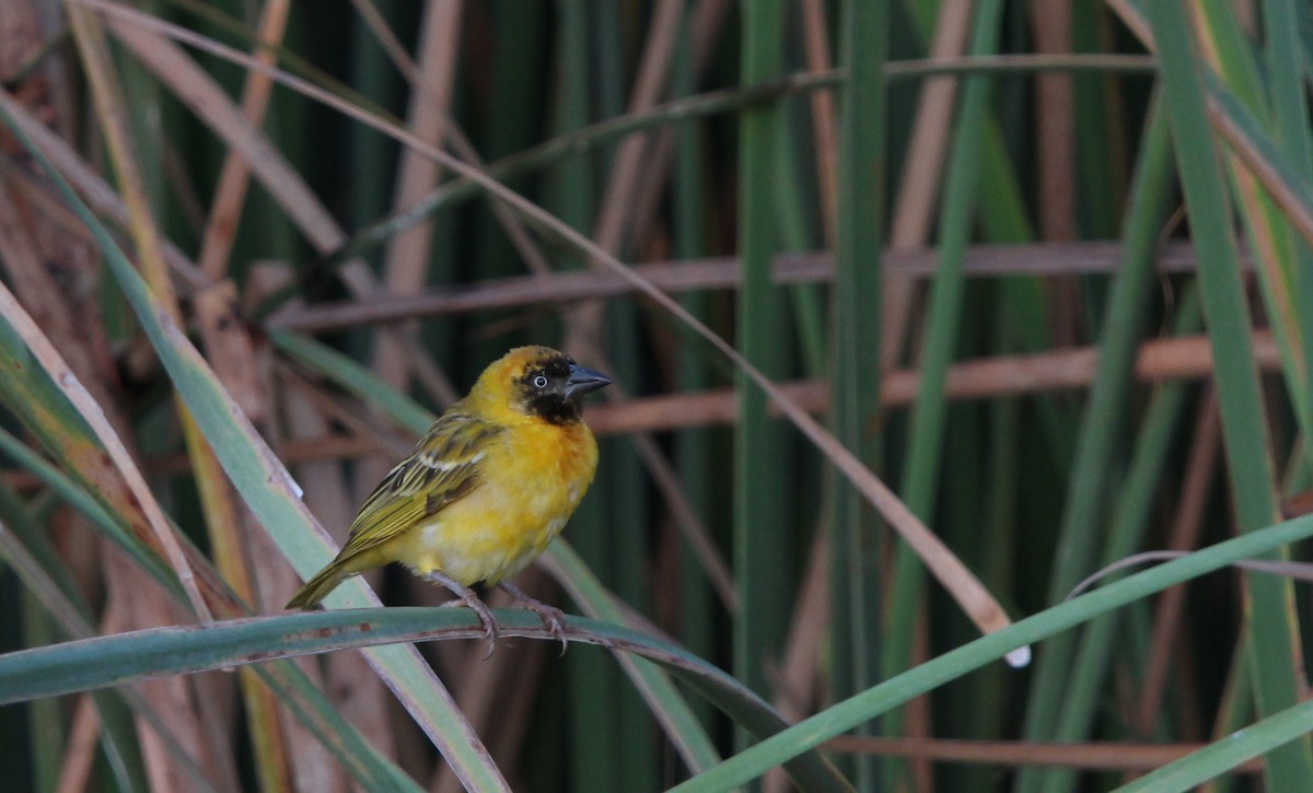 Black-headed Weaver - ML623709924